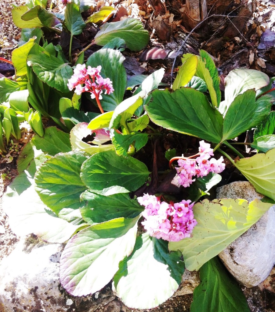 Primeras flores de la primavera 14